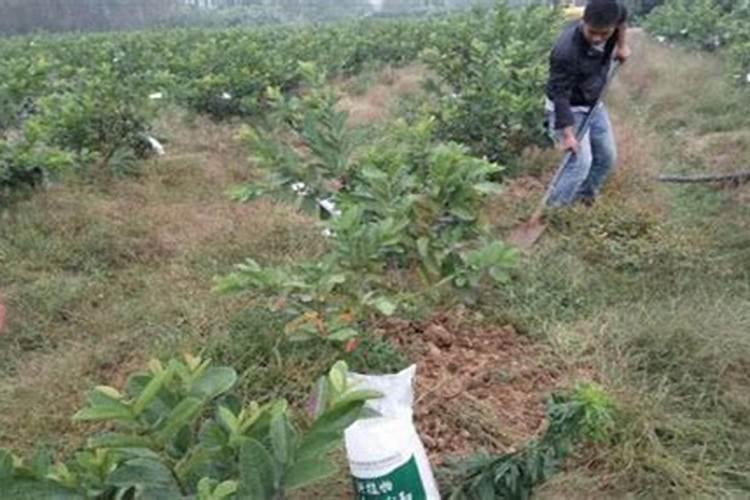 花生叶斑病特效药推荐