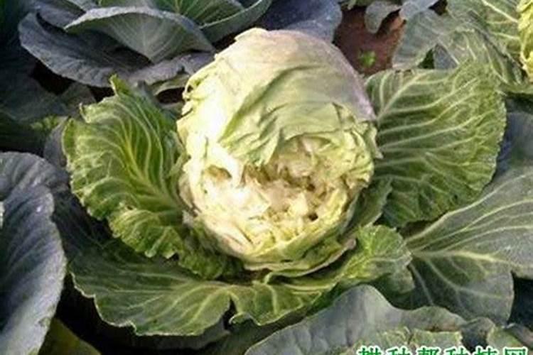 果树什么时间补硼效果更好？很多果农补了很多硼,但都浪费了