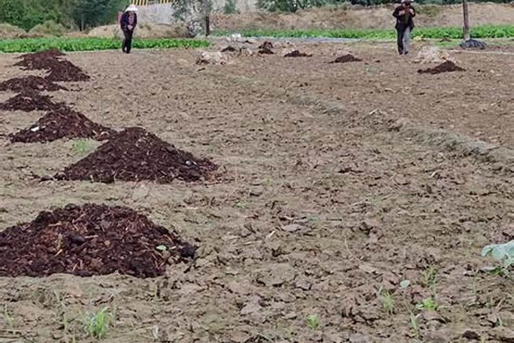 有机肥抛撒车粪肥还田”为绿色种养循环农业出“良方”