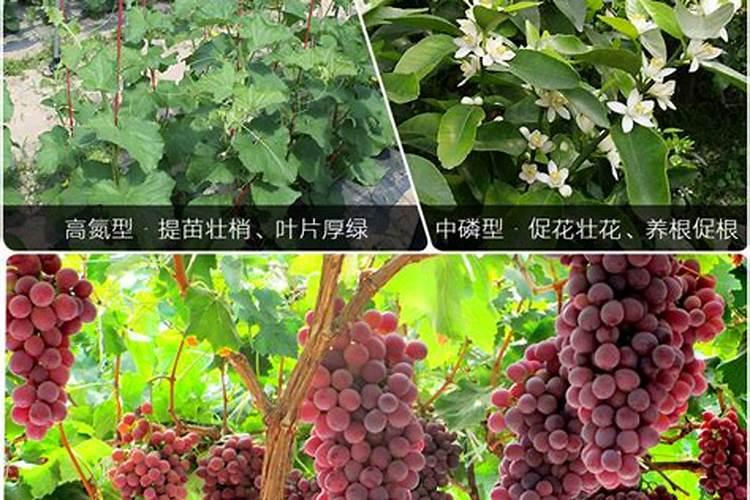 夏黑葡萄开花前期施啥肥最好