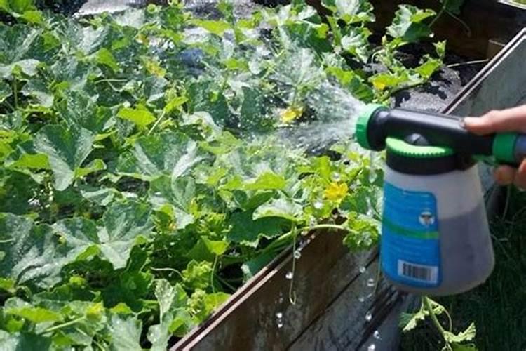 种辣椒秧什么时候打药