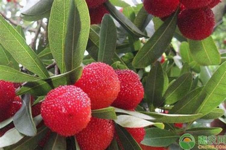 杨梅施什么肥料好