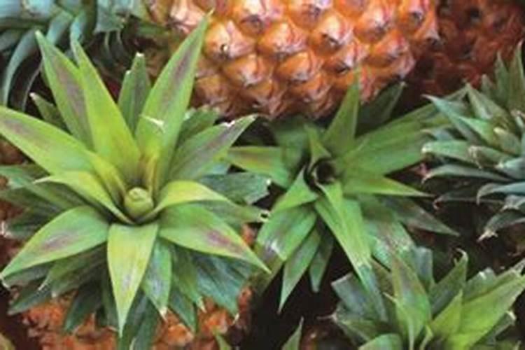 种萝卜用什么肥料做底肥 萝卜需要什么肥