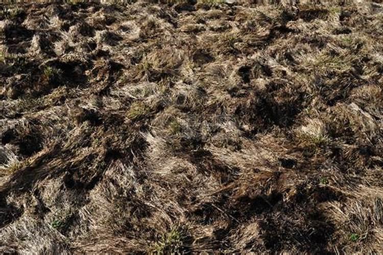 草木灰如何做有机肥料