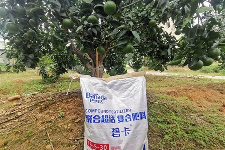 柑橘树最佳平衡施肥方法