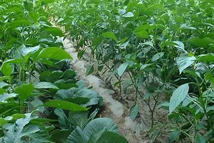 化肥是什么肥料它属于氮肥磷肥还是钾肥