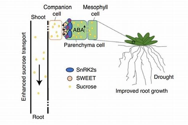 根系与地上部的相关性