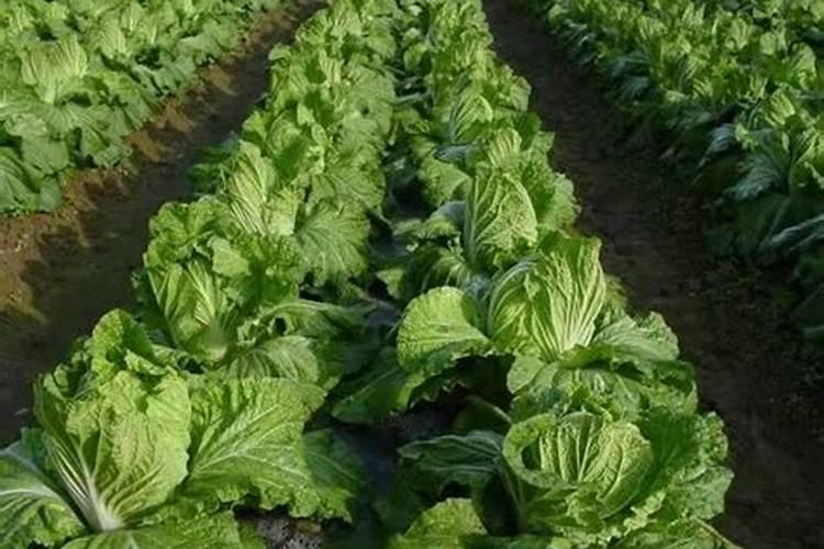大白菜可以用尿素追肥吗(怎样给大白菜追尿素的正确方法)