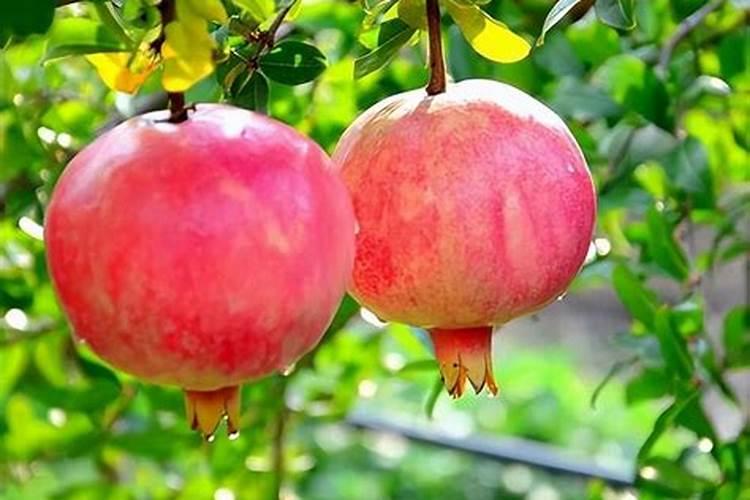 石榴树施什么肥最好