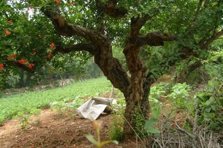 种石榴要用什么肥才结果(石榴一年中多久施一次肥)