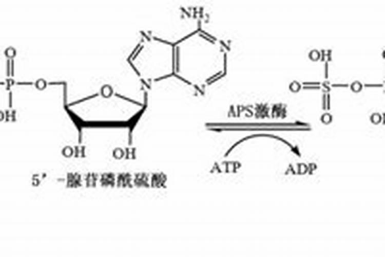 关于硫酸和磷酸