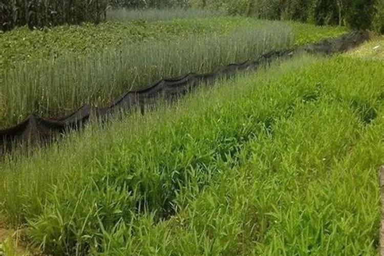 高羊茅草坪如何种植和养护