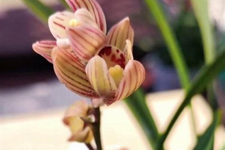 兰花要施肥吗？