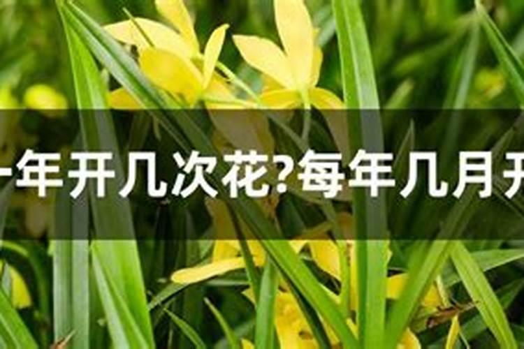 兰花多久施一次肥