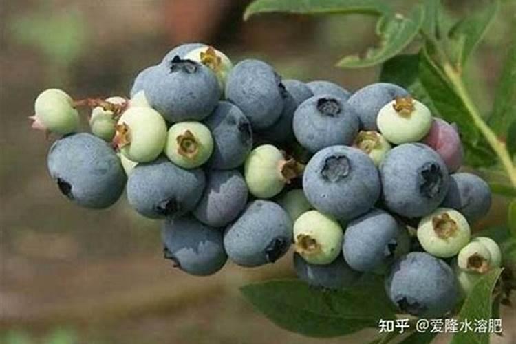 蓝莓用什么肥料最合适怎样给蓝莓施肥