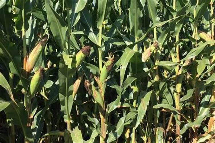 玉米追施尿素正确方法是什么呢