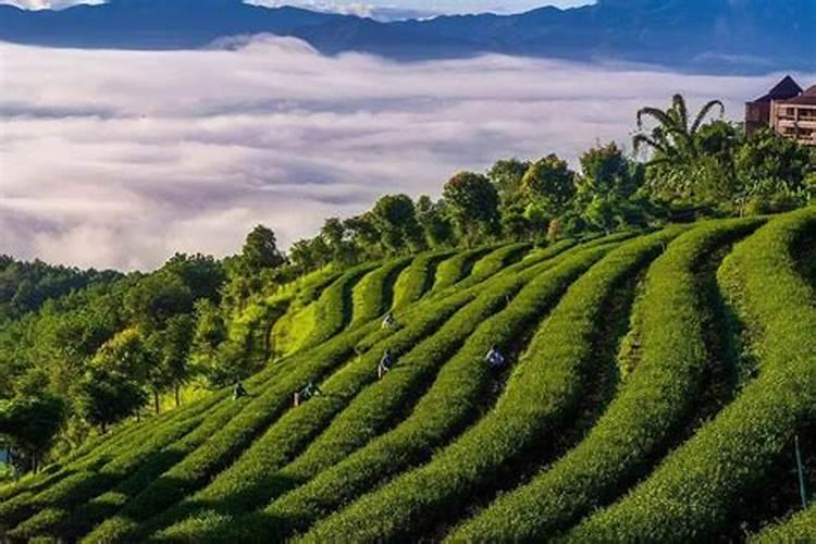 茶树有哪些施肥管理方法？