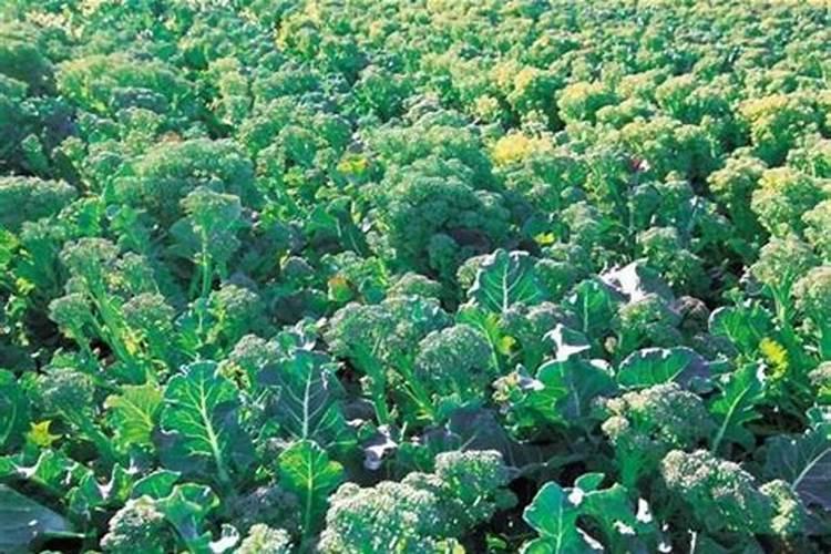 西兰花和绿甘蓝能一起种植吗