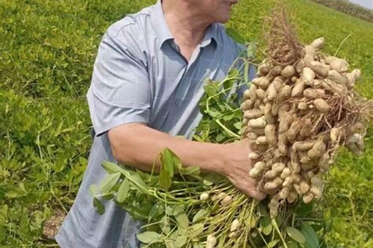 种花生一亩地上多少复合肥