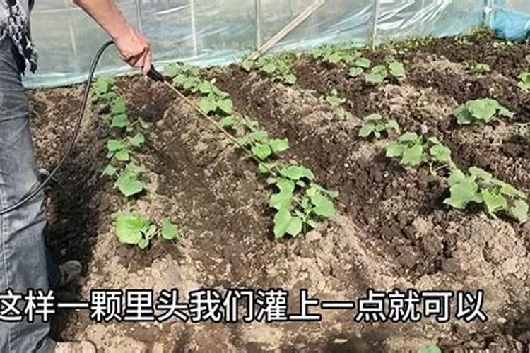 自制水溶肥配比表,水溶肥如何使用