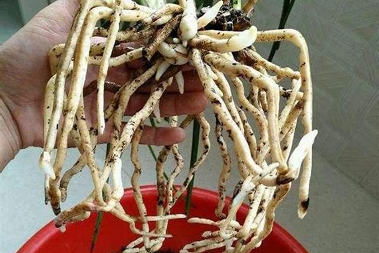 果树喷施红糖的效果