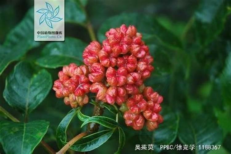 2025年7月21号钾肥价格