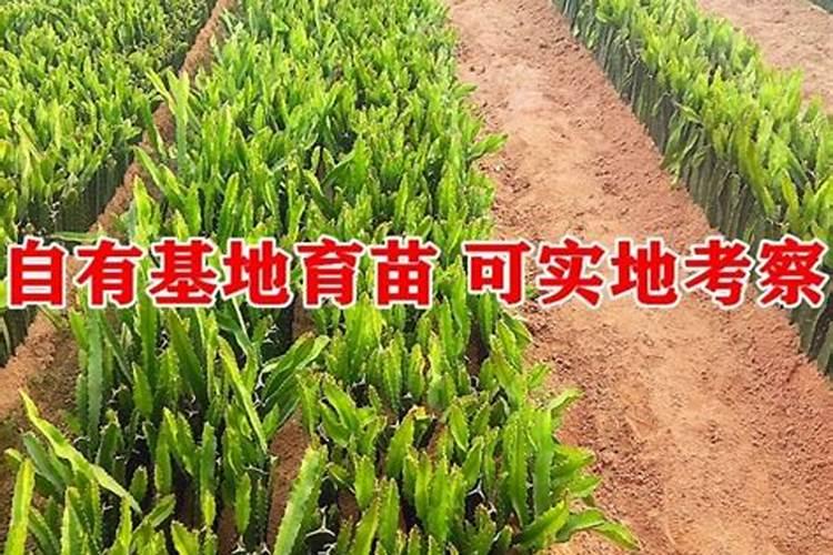 火龙果幼苗怎么施肥