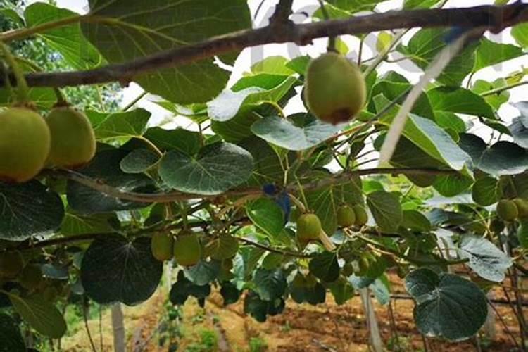 生物有机肥对果树的作用是什么是什么