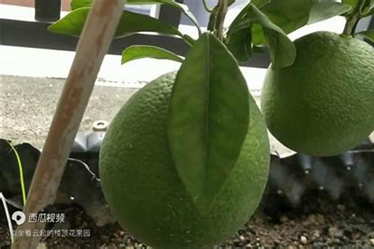 脐橙皮厚汁少什么原因