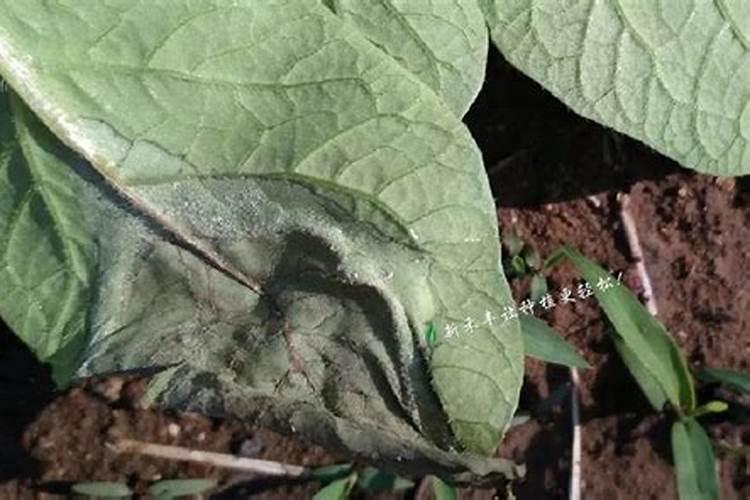 马铃薯微型薯肥料过量造成肥害怎么治疗及方法