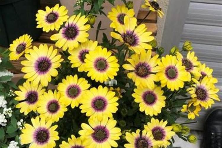 蓝目菊花期怎么种植