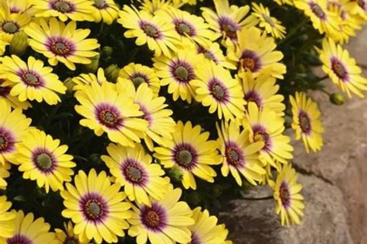 蓝目菊花期怎么种植