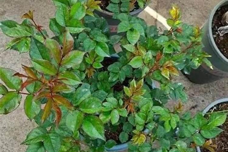 木香花怎么施肥