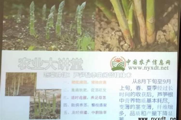 定植芦笋后多长时间施肥和培土