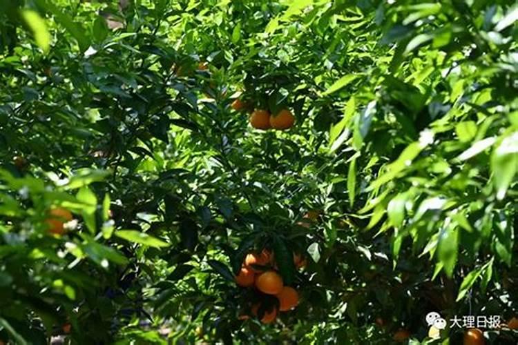 沃柑尿素肥加什么能追红