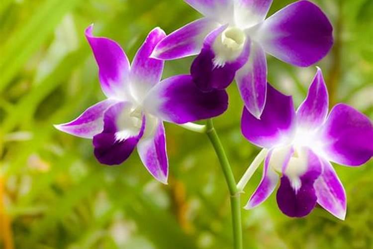 草木灰适合养什么花