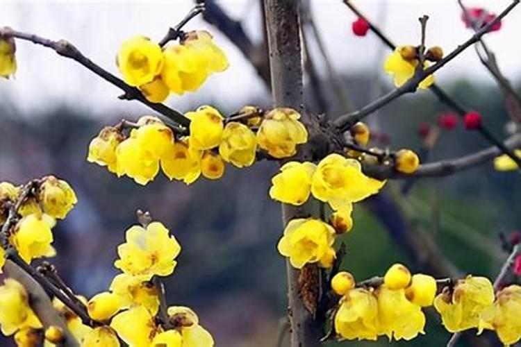 腊梅移栽如何施肥