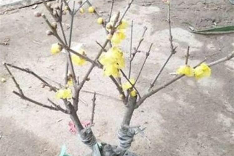 移栽腊梅多久施肥