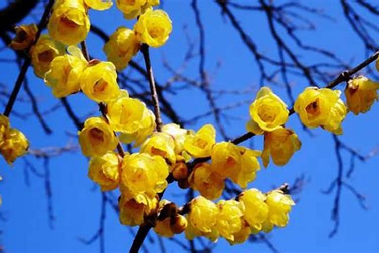 腊梅移栽注意事项