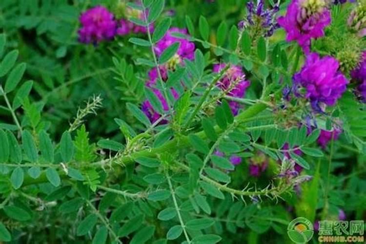 种植黄芪花荚期怎么施肥果大产量高？黄芪高产施肥管理建议