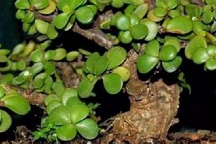 月季僵苗怎样才能发新芽