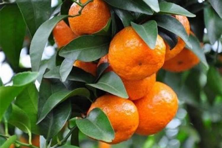 砂糖橘保花保果专用增产叶面肥料？砂糖橘挂果期施什么肥料好？