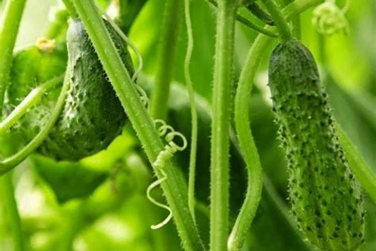 黄瓜的三个最佳肥料