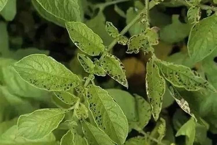 水中总磷和正磷酸盐的区别以及测定方法