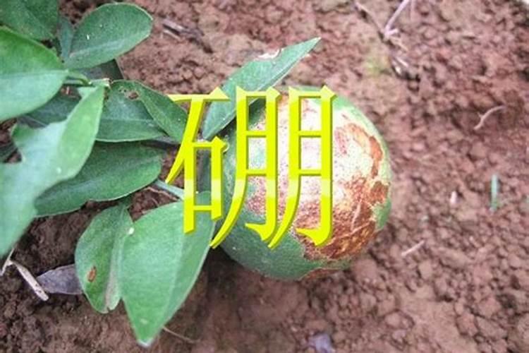 玉米用不用冲硼肥水？