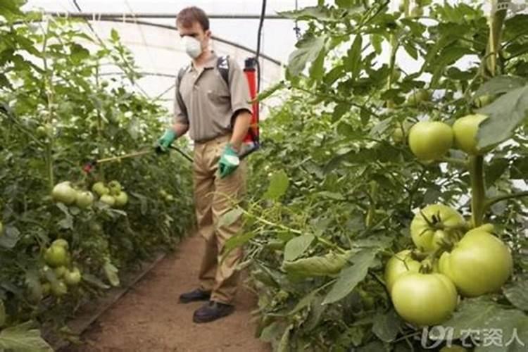 一亩玉米地该施多少肥料？