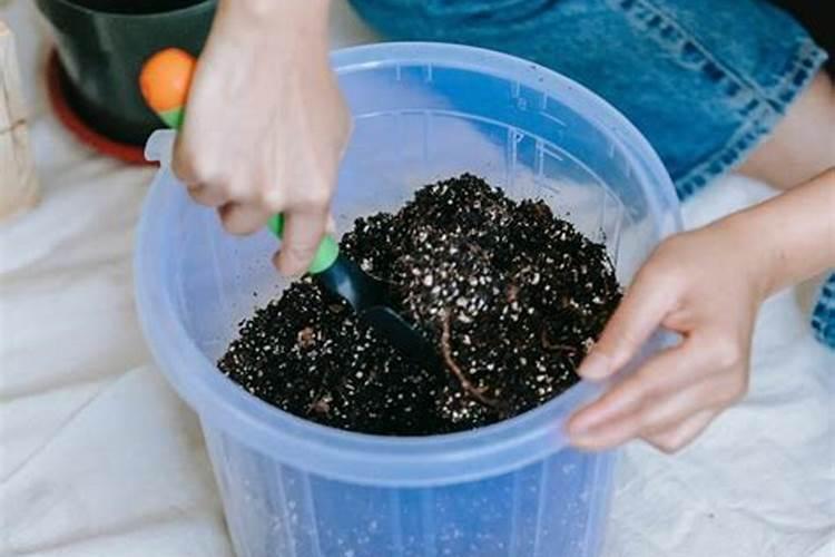 绿叶吊兰肥料多了叶片卷了怎么办