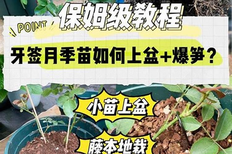 衡阳市哪里有买吊兰