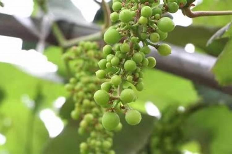 硫酸钾肥料适合种什么