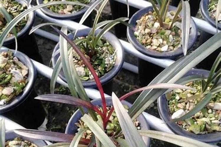 建兰的施肥方法